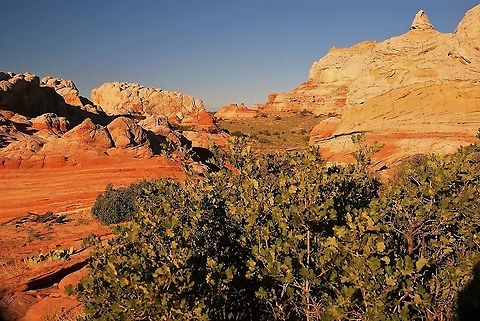Gambel Oak At sunrise in White Pocket, part of the Vermilion Cliffs National Monument.  Although Gambel Oak can grow to 15 metres this specimen is dwarfed by browsing.  Animals particularly like the sweet acorns. Arizona,Gambel oak,Quercus gambelii,Vermilion Cliffs,White Pocket