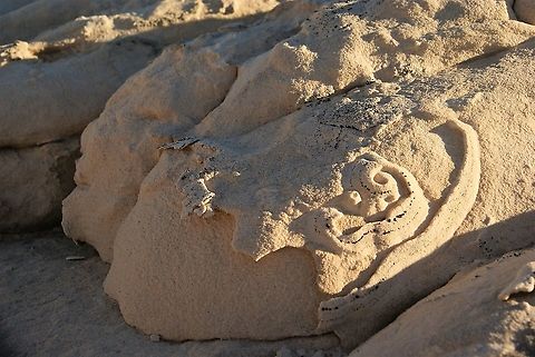 Crustose lichen,  Polysporina gyrocarpa  Arizona,Polysporina gyrocarpa,Vermilion Cliffs,White Pocket,crustose lichen