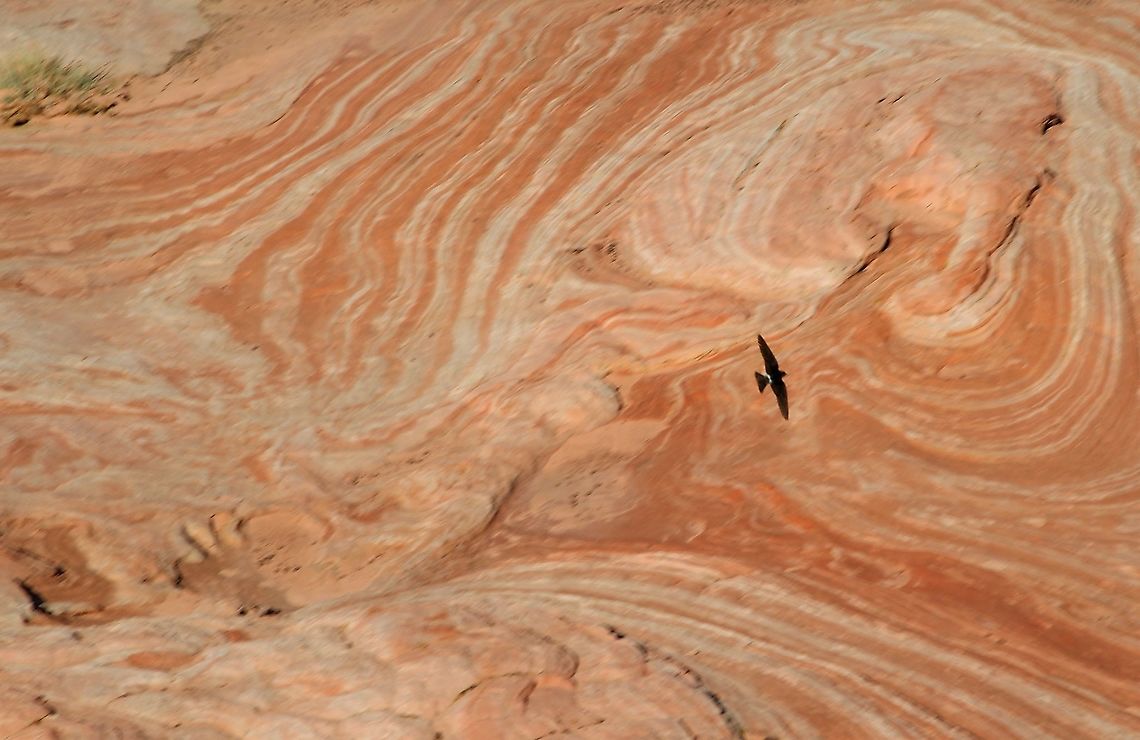 Cliff Swallow over White Pocket Solitary swallow seen. American Cliff Swallow,Arizona,Petrochelidon pyrrhonota,Vermilion cliffs,White Pocket