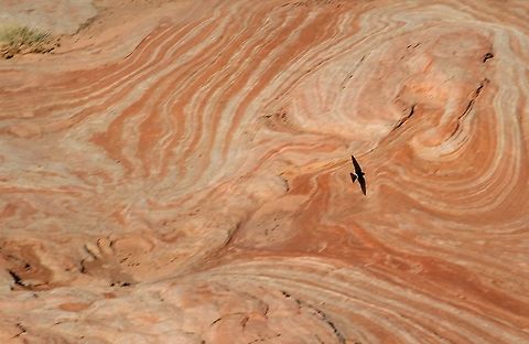 Cliff Swallow over White Pocket Solitary swallow seen. American Cliff Swallow,Arizona,Petrochelidon pyrrhonota,Vermilion cliffs,White Pocket