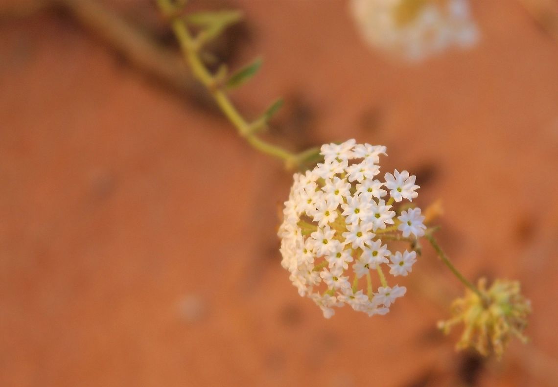Mojave Sand Verbena Pretty little flower in this glorious setting. Abronia pogonantha,Arizona,Mojave Sand Verbena,Vermilion Cliffs,White Pocket