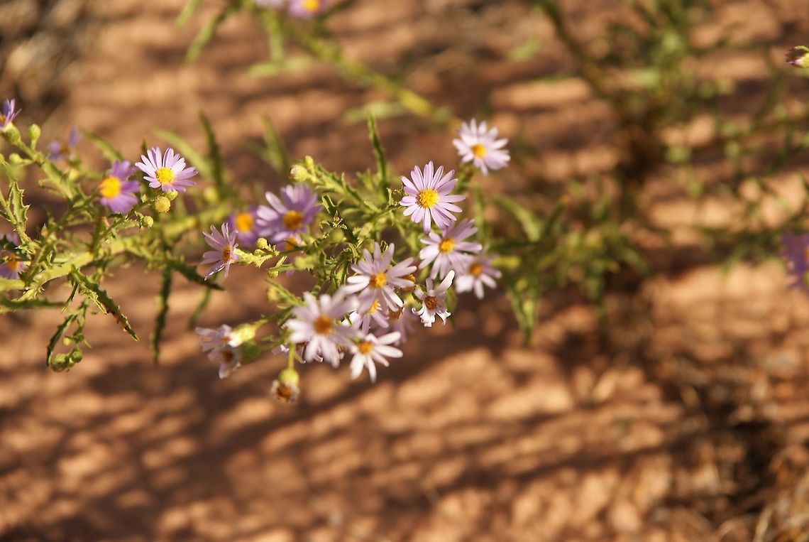 Hoary Tansyaster Striking mauve against red sand. Arizona,Dieteria canescens,Hoary Tansyaster,Vermilion Cliffs,White Pocket