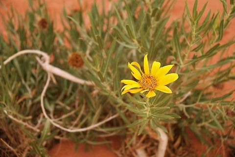 Badlands Mule Ears Striking yellow against the red sand. Arizona,Badlands Mule Ears,Scabrethia,Scabrethia scabra,Vermilion Cliffs,White Pocket