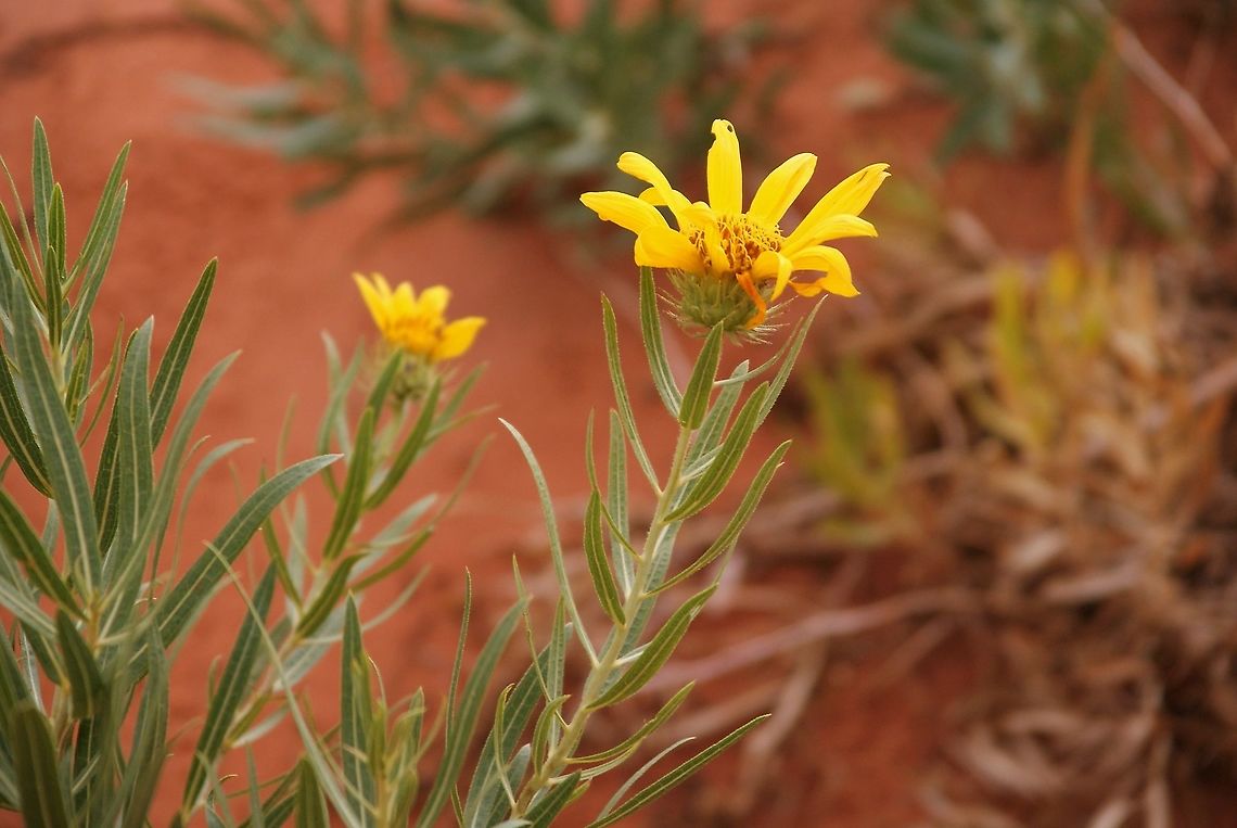 Badlands Mule Ears Most of the yellows seem to be sunflower family Arizona,Badlands Mule Ears,Scabrethia,Scabrethia scabra,Vermilion Cliffs,White Pocket