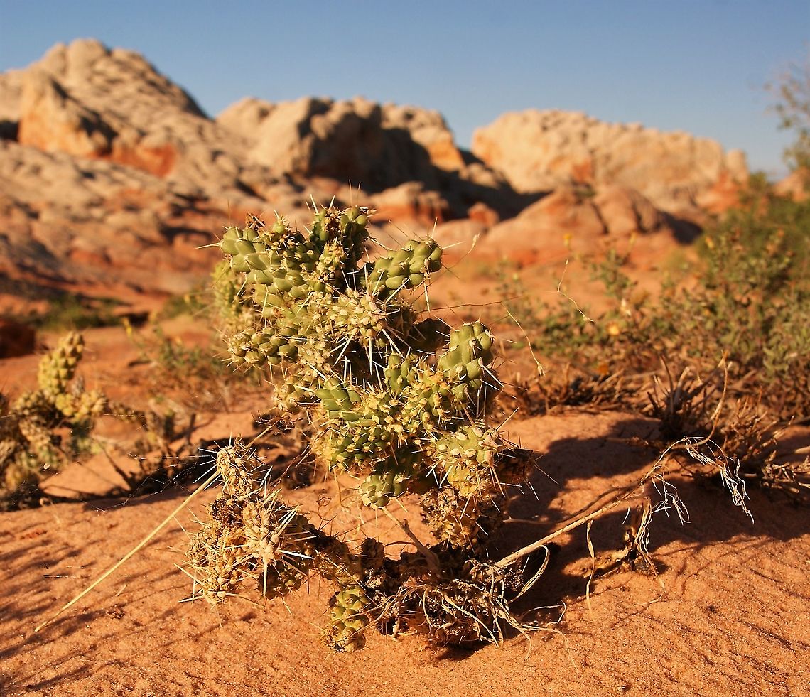 Devil Cholla A low growing cactus. Arizona,Devil Cholla,Grusonia emoryi,Vermilion Cliffs,White Pocket