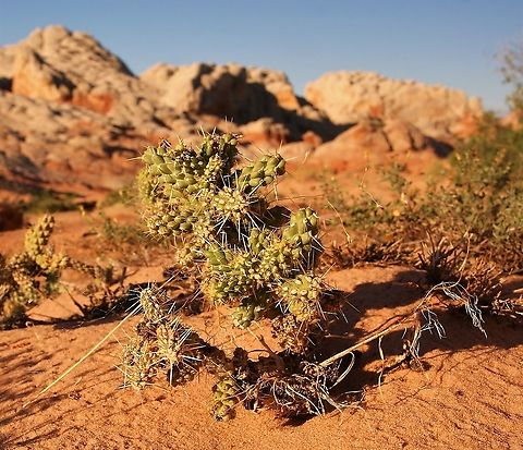 Devil Cholla