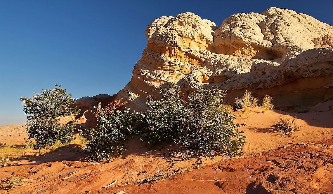 Gambel Oak, White Pocket Gambel oak against a &quot;dessert&quot; sundae. Arizona,Gambel oak,Quercus gambelii,Vermilion Cliffs,White Pocket