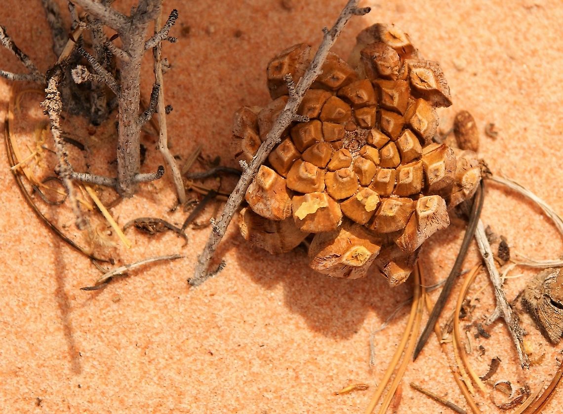 Pinyon Pine cone Unfortunately too late for the pine nuts! Arizona,Colorado Pinyon,Pinus edulis,Vermilion Cliffs,White Pocket