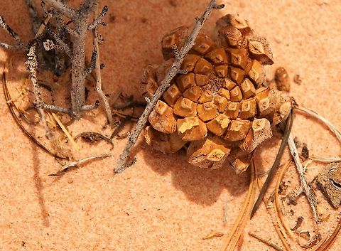 Pinyon Pine cone Unfortunately too late for the pine nuts! Arizona,Colorado Pinyon,Pinus edulis,Vermilion Cliffs,White Pocket