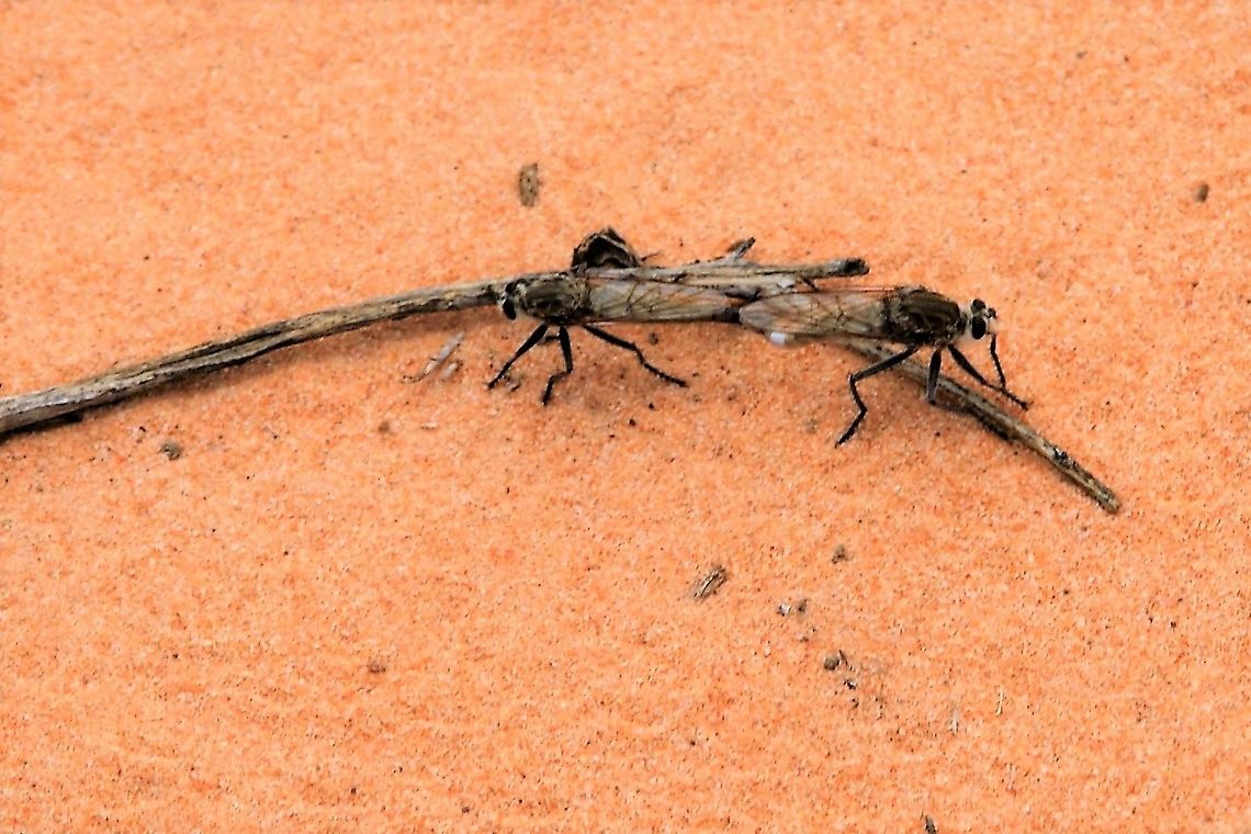 Robber Fly - Efferia albibarbis These flies capture flying insect prey on the wing holding them secure with their tarsal claws and delivering fatal bites with the proboscis. Arizona,Efferia albibarbis,Robber Fly,Vermilion Cliffs,White Pocket