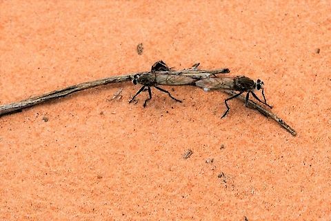 Robber Fly - Efferia albibarbis These flies capture flying insect prey on the wing holding them secure with their tarsal claws and delivering fatal bites with the proboscis. Arizona,Efferia albibarbis,Robber Fly,Vermilion Cliffs,White Pocket