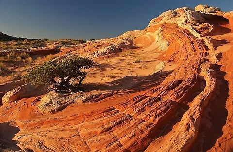 Colorado Pinyon - Sunrise, White Pocket Pinyon at sunrise amongst the petrified whorls and swirls of White Pocket Arizona,Colorado Pinyon,Pinus edulis,Vermilion Cliffs,White Pocket
