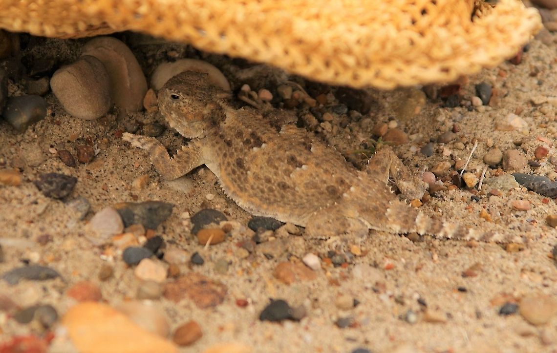 Arizona Desert Horned Lizard Returning from the Wahweap Hoodoos near Big Water Arizona,Desert horned lizard,Phrynosoma platyrhinos