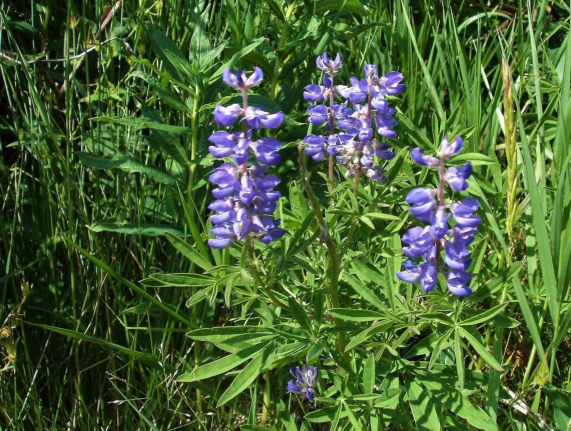 Silvery Lupine On the way to the Gunnision Black Canyon. Colorado,Crested Butte,Lupinus argenteus,Silvery Lupine