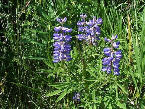Silvery Lupine On the way to the Gunnision Black Canyon. Colorado,Crested Butte,Lupinus argenteus,Silvery Lupine
