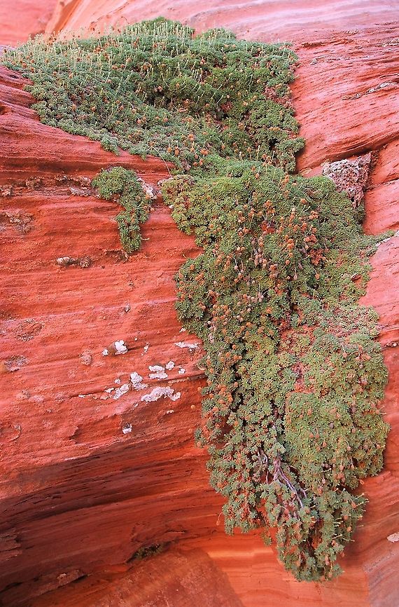 Littleleaf Pussytoes A wider photo showing more of the tenacity and age of the plant. Antennaria microphylla,Arizona,Littleleaf Pussytoes,Vermilion Cliffs,White Pocket