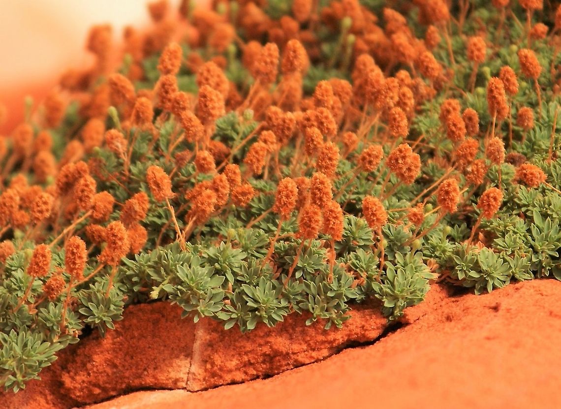 Littleleaf Pussytoes Growing at White Pocket.  A real hanger on! Antennaria microphylla,Arizona,Littleleaf Pussytoes,Vermilion Cliffs,White Pocket