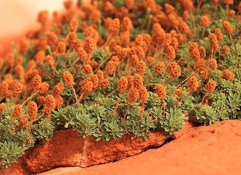 Littleleaf Pussytoes Growing at White Pocket.  A real hanger on! Antennaria microphylla,Arizona,Littleleaf Pussytoes,Vermilion Cliffs,White Pocket