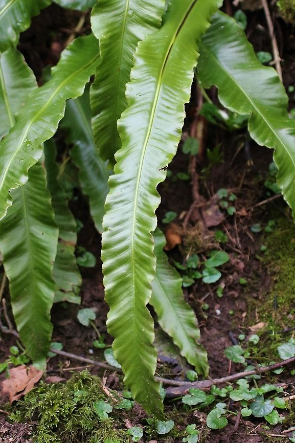 Hart's Tongue Fern Common woodland plant. Asplenium scolopendrium,Cumbria,Hart's Tongue Fern,Kings Meaburn