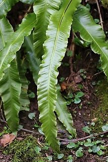 Hart's Tongue Fern Common woodland plant. Asplenium scolopendrium,Cumbria,Hart's Tongue Fern,Kings Meaburn