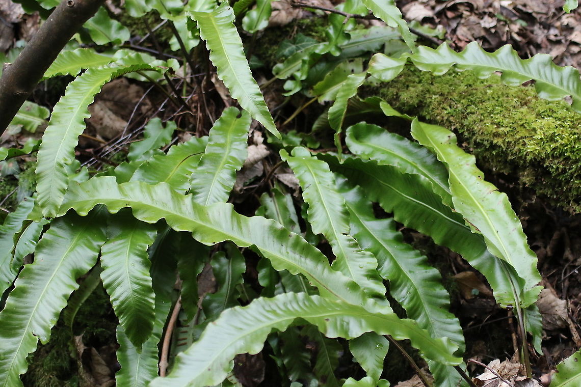 Hart's Tongue Fern Common woodland plant here.  A Hart is a stag (now an archaic word) Asplenium scolopendrium,Cumbria,Hart's Tongue Fern,Kings Meaburn