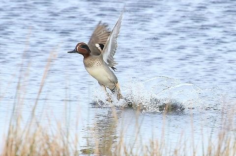 Teal drake taking flight Got a little nearer than sometimes Anas crecca,Cumbria,Eurasian Teal,Wetsleddale reservoir