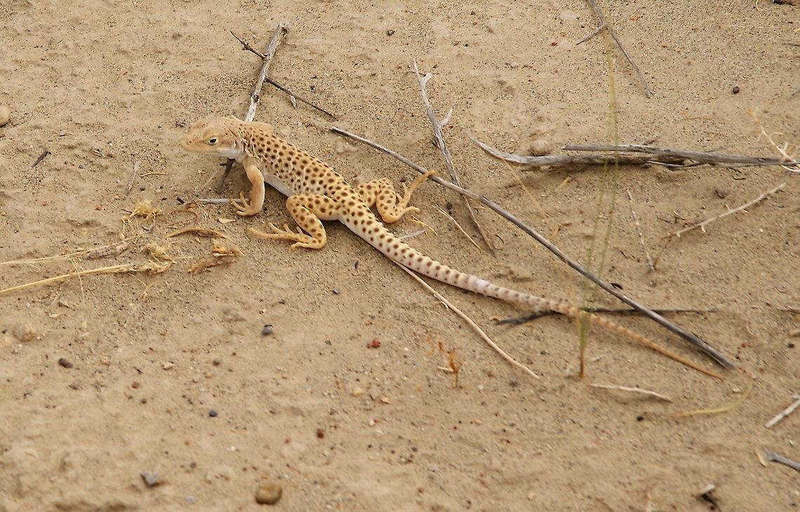 Long-nosed leopard lizard In Northern Arizona came across this very striking lizard. Arizona,Gambelia wislizenii,Wahweap Hoodoos,long-nosed leopard lizard
