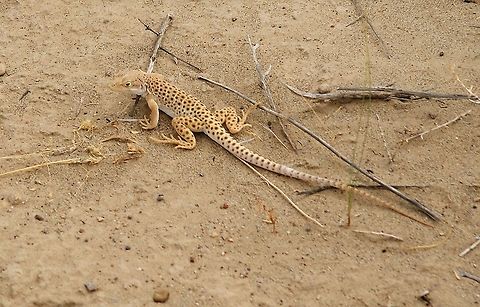 Long-nosed leopard lizard In Northern Arizona came across this very striking lizard. Arizona,Gambelia wislizenii,Wahweap Hoodoos,long-nosed leopard lizard