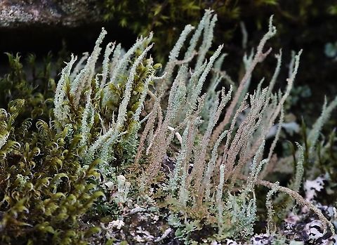 Common Powderhorn With another Cladonia species at the bottom and some moss Cladonia coniocraea,Common Powderhorn,Cumbria,Wetsleddale reservoir