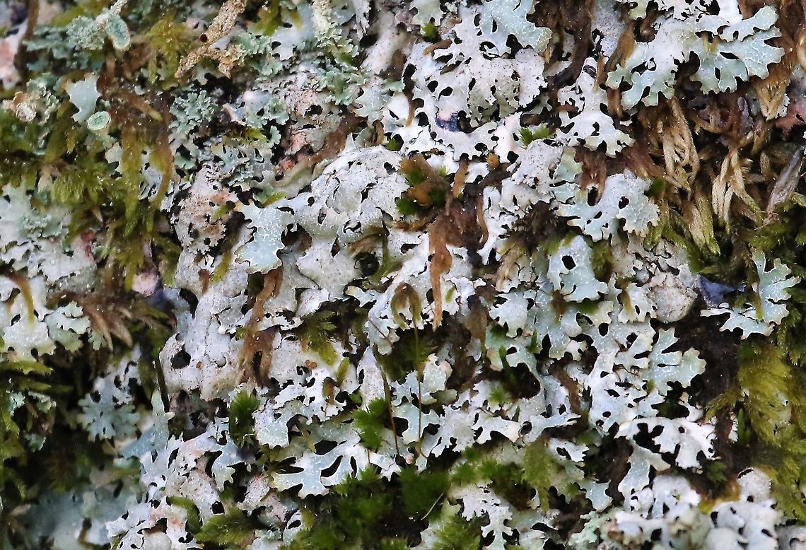 Crottle Wet Sleddale has some wonderful lichens with some remnant ancient woodland (birch &amp; oak) and some drystone walls (3.6 metres high).  I've attached an example of the wall still standing after almost 600 years and which enclosed a deer park attached to Shap Abbey..<br />
<br />
<figure class="photo"><a href="https://www.jungledragon.com/image/110384/3.6_metre_medieval_drystone_wall.html" title="3.6 metre Medieval Drystone Wall"><img src="https://s3.amazonaws.com/media.jungledragon.com/images/3826/110384_thumb.JPG?AWSAccessKeyId=05GMT0V3GWVNE7GGM1R2&Expires=1770854410&Signature=xSZJrWL6mX9SqhS5M2WxvzQt7Fc%3D" width="200" height="132" alt="3.6 metre Medieval Drystone Wall Built in in the late 15th century, this is shows part of the walls built without mortar to contain deer in the Buck Park enclosure attached to Shap Abbey.  The enclosure is intact (enclosing 1.3 hectares) and the majority of the walls are still at the full height. Cumbria,Drystone Wall,Wetsleddale reservoir" /></a></figure> Crottle,Cumbria,Parmelia saxatilis,Salted Shield Lichen,Wetsleddale reservoir