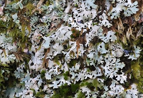 Crottle Wet Sleddale has some wonderful lichens with some remnant ancient woodland (birch & oak) and some drystone walls (3.6 metres high).  I've attached an example of the wall still standing after almost 600 years and which enclosed a deer park attached to Shap Abbey..

https://www.jungledragon.com/image/110384/3.6_metre_medieval_drystone_wall.html Crottle,Cumbria,Parmelia saxatilis,Salted Shield Lichen,Wetsleddale reservoir