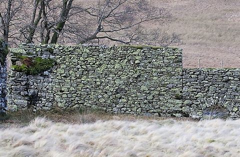 3.6 metre Medieval Drystone Wall Built in in the late 15th century, this is shows part of the walls built without mortar to contain deer in the Buck Park enclosure attached to Shap Abbey.  The enclosure is intact (enclosing 1.3 hectares) and the majority of the walls are still at the full height. Cumbria,Drystone Wall,Wetsleddale reservoir