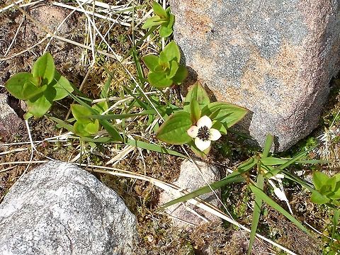 Dwarf Cornel This is another joy that you come upon high on the Scottish mountains, this on Liathach.  The Dwarf Cornel is a low-growing rhizomatous perennial herb of wet, base-poor peats at moderate to high altitudes, including areas of late snow-lie. Here about 850 metres. Bunchberry,Cornus suecica,Dwarf Cornel,Torridon,Wester Ross,cornus suecica