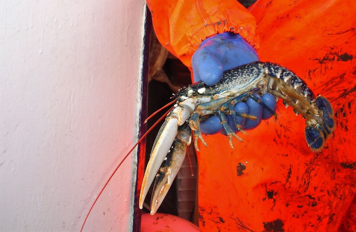European Lobster This was creel caught and released immediately as it was below the permitted size. European Lobster,Gairloch,Homarus gammarus,Wester Ross