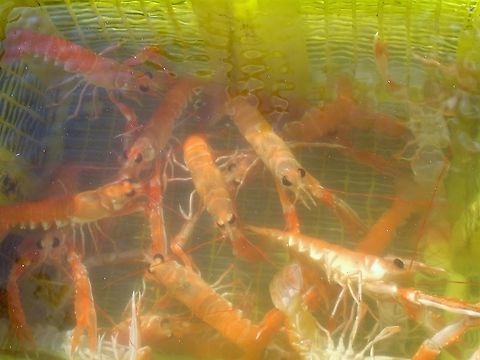 Langoustine or Norway Lobster Again creel caught and absolutely gorgeous Gairloch,Langoustine,Nephrops norvegicus,Norway Lobster,Wester Ross