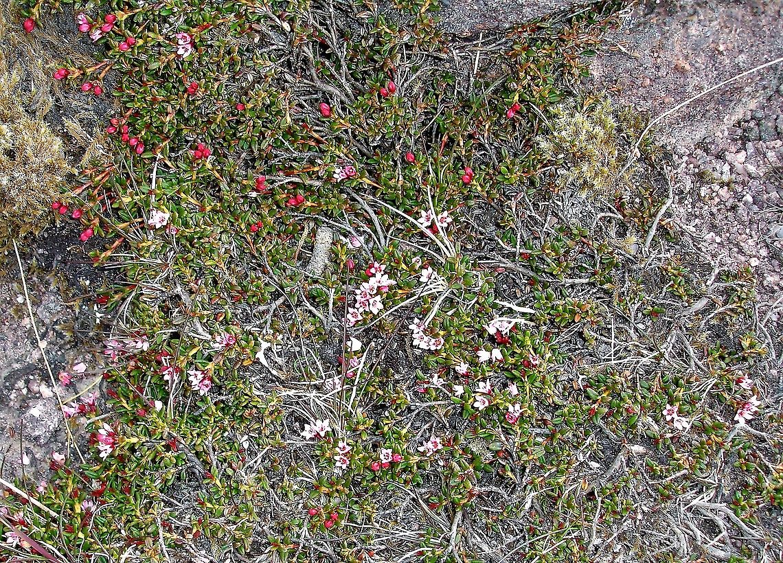 Purple_Saxifrage On Baosbheinn  Purple mountain saxifrage,Saxifraga oppositifolia,Torridon,Wester Ross