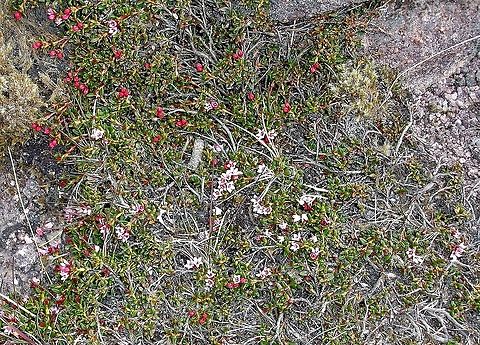 Purple_Saxifrage On Baosbheinn  Purple mountain saxifrage,Saxifraga oppositifolia,Torridon,Wester Ross