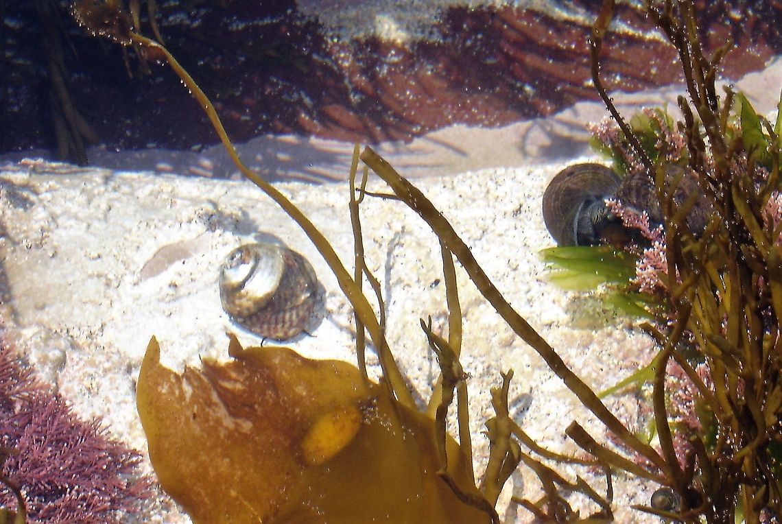 Flat Top Shell Coral sand and various seaweeds in this rock pool. Flat Top Shell,Loch Ewe,Steromphala umbilicalis,Wester Ross