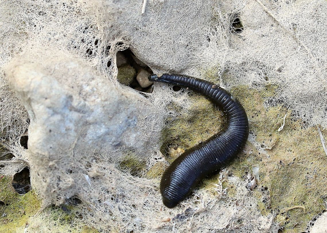 Horse Leech Horse leech from last summer in a dried scrape. Cumbria,Haemopis sanguisuga,Horse Leech,Kings Meaburn