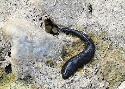 Horse Leech Horse leech from last summer in a dried scrape. Cumbria,Haemopis sanguisuga,Horse Leech,Kings Meaburn