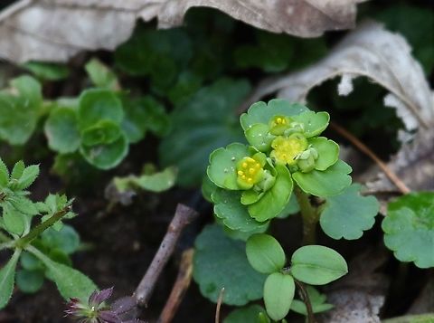 Opposite-leaved Golden Saxifrage Common along the shady areas alongside our becks and streams, plus some damp woodland floors Chrysosplenium oppositifolium,Cumbria,Kings Meaburn,Opposite-leaved Golden Saxifrage
