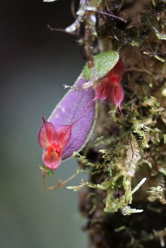 The Wolf Head Lepanthes - Lepanthes lycocephala Seen on Cerro Montezuma, another glorious miniature orchid.  Finally identified through iNaturalist.  Here on Jay Pfahl's site.   <a href="http://www.orchidspecies.com/leplycocephala.htm" rel="nofollow">http://www.orchidspecies.com/leplycocephala.htm</a>.  I have a couple of other photos of it. Cerro Montezuma,Colombia,Lepanthes lycocephala,Risaralda,The Wolf Head Lepanthes