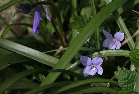 Early dog-violet Early dog-violet with bluebell by Lyvennet Cumbria,Early dog-violet,Kings Meaburn,Viola  reichenbachiana,Viola reichenbachiana