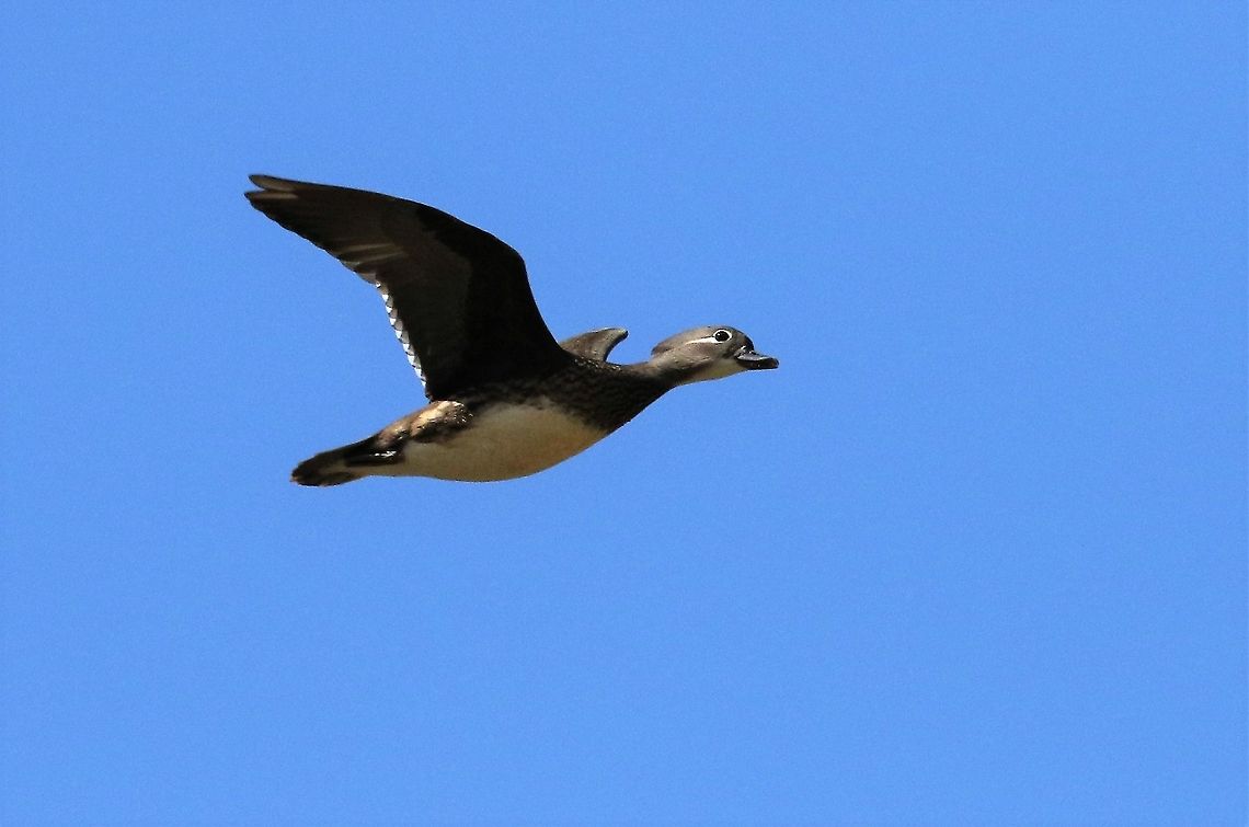 Mandarin Duck in Flight Mandarin duck in flight over the Lyvennet, now there&#039;s a pair should be checking for nest holes. Aix galericulata,Cumbria,Kings Meaburn,Mandarin duck