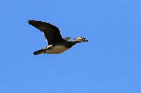 Mandarin Duck in Flight Mandarin duck in flight over the Lyvennet, now there's a pair should be checking for nest holes. Aix galericulata,Cumbria,Kings Meaburn,Mandarin duck