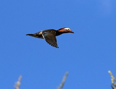 Mandarin Drake in Flight Mandarin Drake flying over the Lyvennet Aix galericulata,Cumbria,Kings Meaburn,Mandarin duck