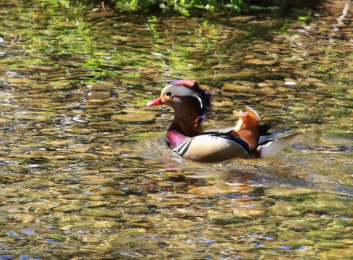 Mandarin Drake We now have a pair on the Lyvennet, last year we just had a duck, finally got some half decent photos. Aix galericulata,Cumbria,Kings Meaburn,Mandarin duck