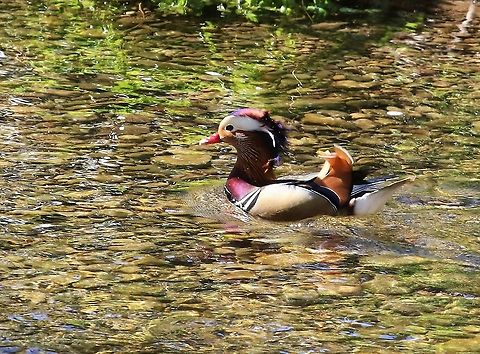 Mandarin Drake We now have a pair on the Lyvennet, last year we just had a duck, finally got some half decent photos. Aix galericulata,Cumbria,Kings Meaburn,Mandarin duck