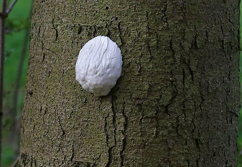 False puffball slime mould Growing on a spruce by the Lyvennet. Cumbria,Enteridium lycoperdon,False Puffball,False Puffball Slime Mould,Kings Meaburn,Reticularia lycoperdon