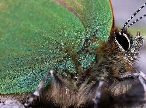 Green Hairstreak Found in this dale where it feeds on bilberry (Vaccinium myrtillus), common rock rose (Helianthemum nummularium) birds foot trefoil (Lotus corniculatus) and gorse (Ulex europaeus).  A stunning butterfy. Callophrys rubi,Cumbria,Green Hairstreak,Swindale